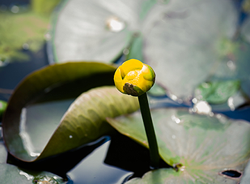 Der Botanische Garten